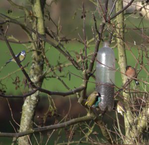 Aider les oiseaux en fabriquant des mangeoires et des boules de graisse -  Biodiv'ille