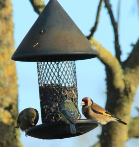 Aider les oiseaux en fabriquant des mangeoires et des boules de graisse -  Biodiv'ille