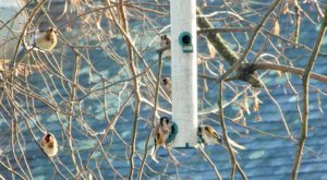 Aider les oiseaux en fabriquant des mangeoires et des boules de graisse -  Biodiv'ille